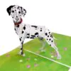 3D üdvözlőlap - Dalmát