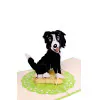 border_kolie_detail.jpg 3D üdvözlőlap – Border collie